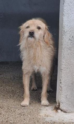 ZUCCHERO 6 ANNI 15 KG - Foto 3