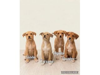 Regalo cuccioli meticci