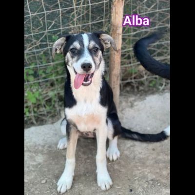 ALBA BLACK THOR IVAN CUCCIOLI IN ADOZIONE - Foto 3