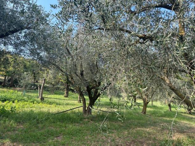 Uliveto in vendita a Castegnero - Foto 10