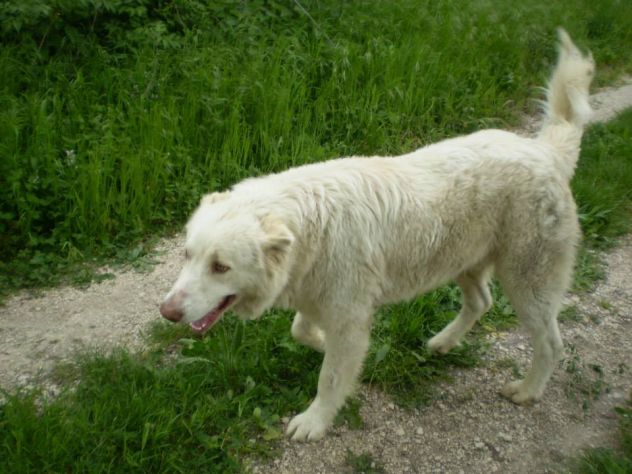 TOMMY, il gigante buono - Foto 4