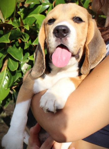 Cucciola Beagle - Foto 4