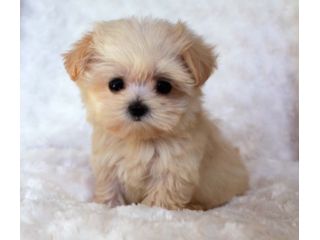 MALTIPOO - MALTIPOO CUCCIOLI da 60 euro al mese