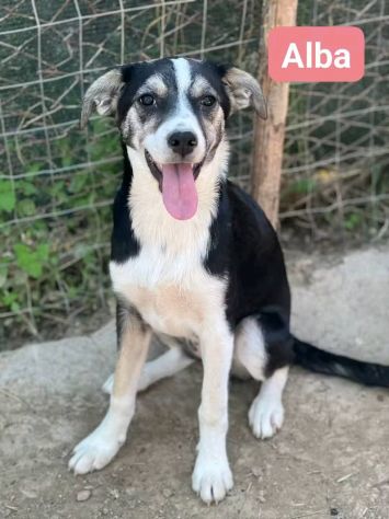 CUCCIOLI IN ADOZIONE - Foto 4
