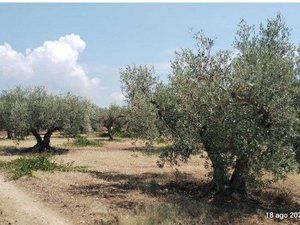 Tribunale di Marsala - RG 66/2025 Terreno in asta - Foto 2