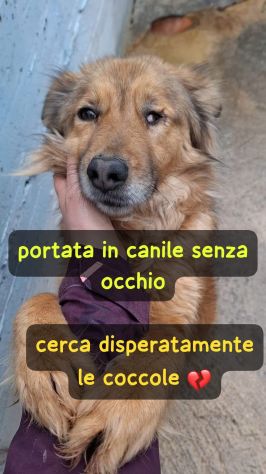FUNNY 2 ANNI TAGLIA MEDIA PICCOLA LE MANCA UN OCCHIO E’ IN CANILE
