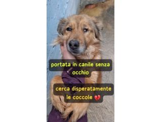FUNNY 2 ANNI TAGLIA MEDIA PICCOLA LE MANCA UN OCCHIO E’ IN CANILE
