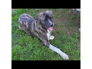 ZENO SOCIEVOLE E COCCOLONE CANE IN ADOZIONE
