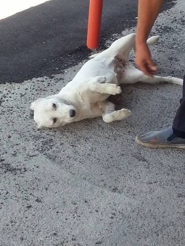 BIANCANEVE, dolcissima cagnolina in pericolo - Foto 2