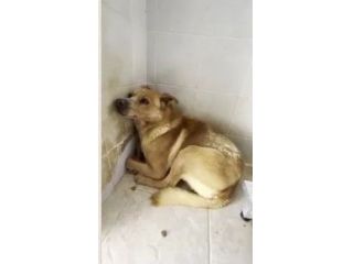 Mango entrato in box nel 2012 sta in box solo PIETà X 1POVERO SFORTUNATO!SUD