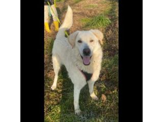 FOSTER CARATTERE ECCEZIONALE CANE IN ADOZIONE