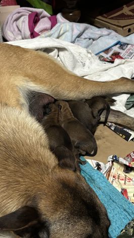 Cuccioli di Pastore belga Malinois - Foto 5