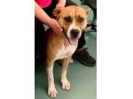 Jordan socievole e giocherellone cane in adozione