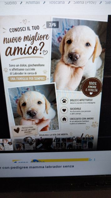 Cuccioli di Labrador - Foto 4