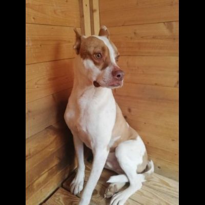 ELIO UN'OCCASIONE PER VIVERE, CANE IN ADOZIONE - Foto 3
