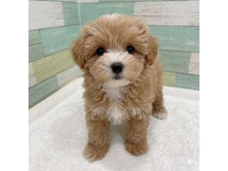 DISPONIBILI CUCCIOLI DI MALTIPOO