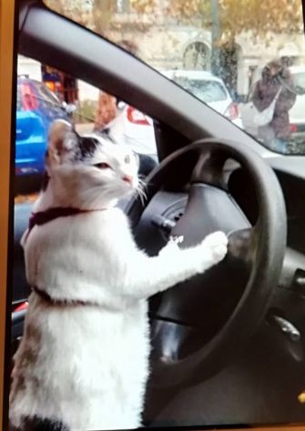 CAT SITTER - Foto 2