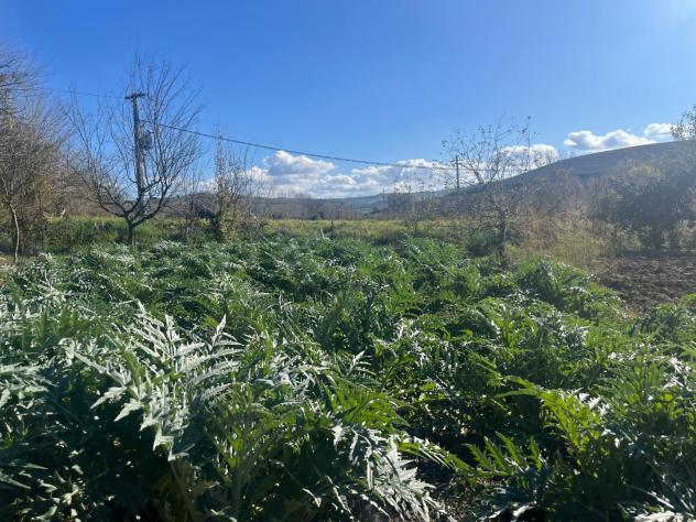 Terreno agricolo in vendita a Asciano 3000 mq Rif: 1360999