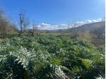 Terreno agricolo in vendita a Asciano 3000 mq  Rif: 1360999