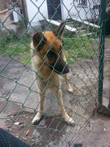 DEA, pastore tedesco in cerca di casa - Foto 3