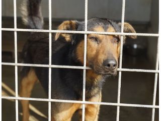CANE IN ADOZIONE: GRISU' il lupetto abbandonato.