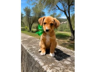 Regalo cuccioli taglia medio piccola