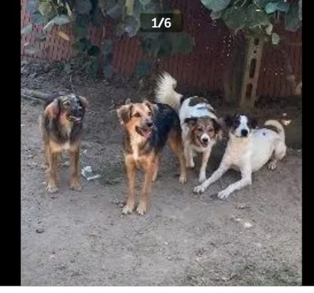 5anni crescono in recinto 4anni di appelli x favore AIUTATELI!! NAPOLI - Foto 4