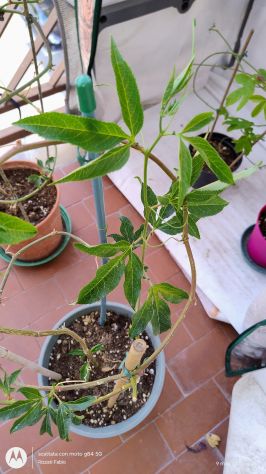 Passiflora pianta varietà viola - Foto 4