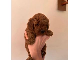 piccoli di barboncino cuccioli