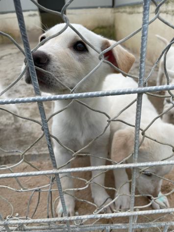 CUCCIOLI 2 MESI SIMIL LABRADOR taglia media - Foto 5