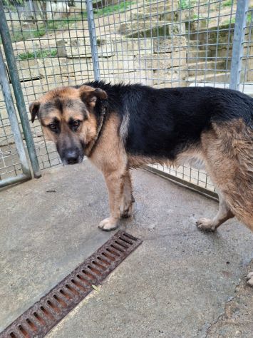 JACK PASTORE TEDESCO 4/5 ANNI IN CANILE - Foto 4