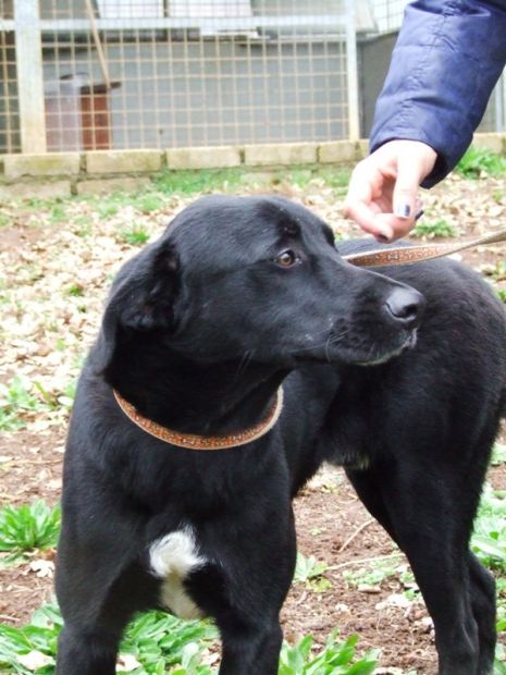 UGO, un cane adatto a tutti - Foto 4