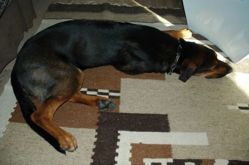 WHISKY, un grande cane - Foto 2