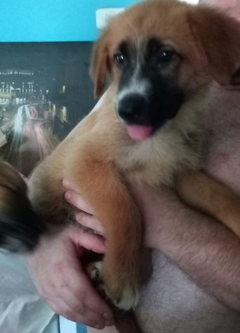 CUCCIOLI - Foto 5
