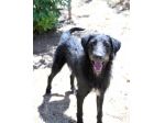 Jerry dolcissimo spinone in adozione