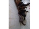 GATTI IN ADOZIONE