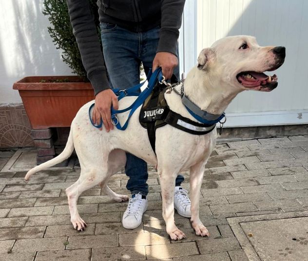 LOLA DOGO ARGENTINO - Foto 6
