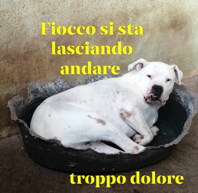 FIOCCO DOGO ARGENTINO 8 ANNI IN CANILE