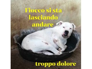 FIOCCO DOGO ARGENTINO 8 ANNI IN CANILE