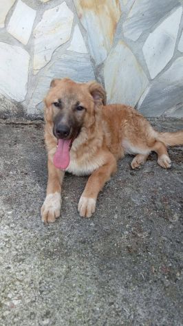 Tonino cucciolo - Foto 2