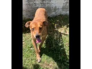 VICTOR TIMIDO E TRANQUILLO, CAGNOLINO IN ADOZIONE