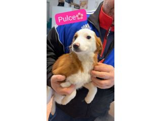 Cuccioli taglia piccola in adozione