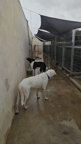 Kinder: dolcissimo, cerca nuova famiglia - Foto 5