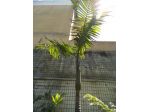 ARCHONTOPHOENIX CUNNINGHAMIANA
