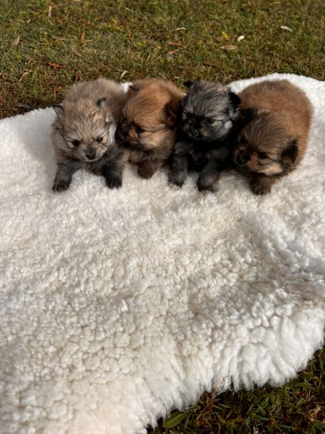 Cuccioli di Volpino della Pomerania - Foto 5