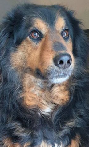 CANE IN ADOZIONE: ARDIAN, simil bernese