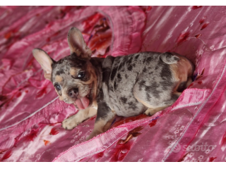 Bouledogue Bulldog Francese