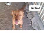 Napoleone e Garibaldi taglia mini 6 kg