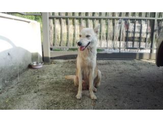 Mammina mix husky: URGENTE!!
