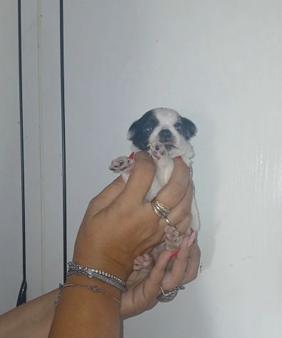 Cuccioli chihuahua - Foto 2